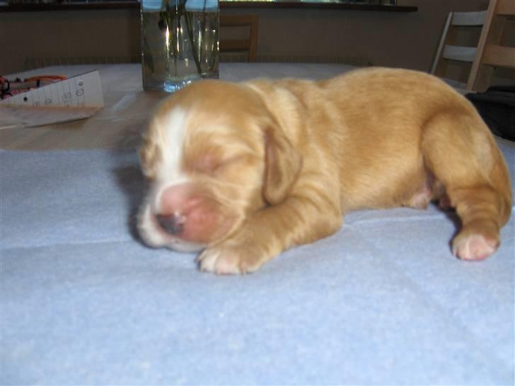 Cocker spaniel Vængets Oscar (solgt) - 1 uge billede 2