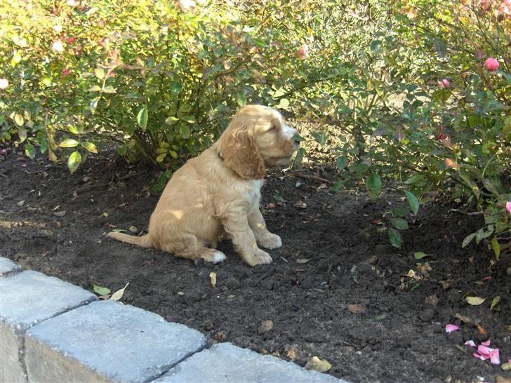 Cocker spaniel Vængets Oscar (solgt) - 5 uger billede 3