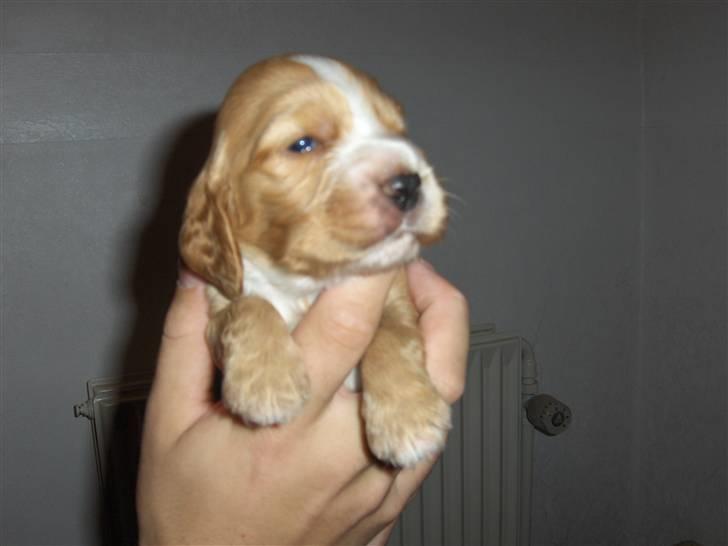 Cocker spaniel Vængets Oscar (solgt) - 17 dage billede 4