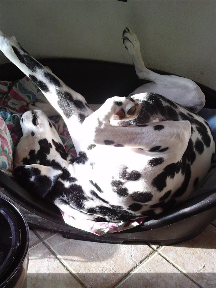 Dalmatiner Valde*himmel hund* :'(<3 - det er godt at ligge i solen billede 7