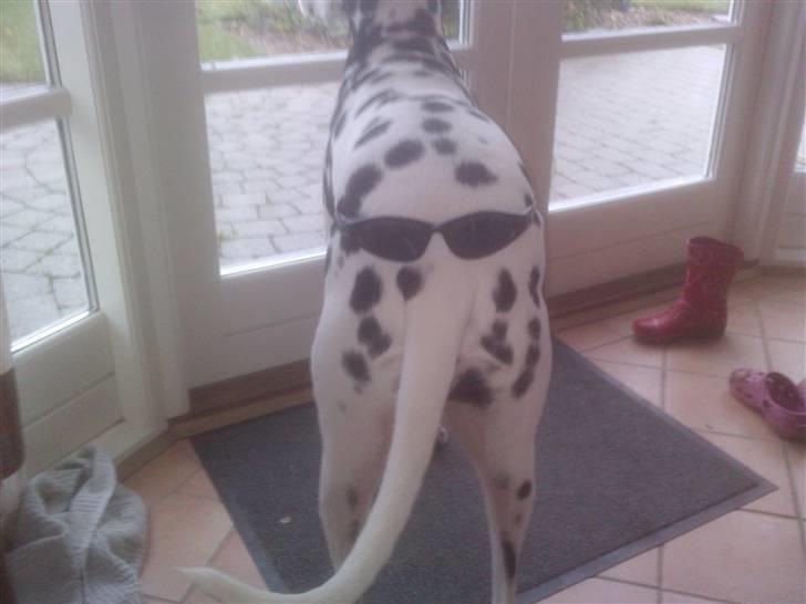 Dalmatiner Valde*himmel hund* :'(<3 - karl smart billede 9