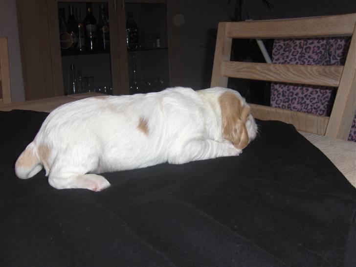 Cocker spaniel Vængets Santos (solgt) - 9 dage billede 6