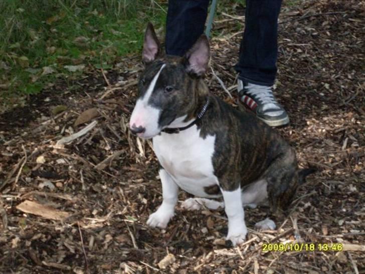 Bullterrier Hemingway  - Et af de sidste billeder.. billede 17
