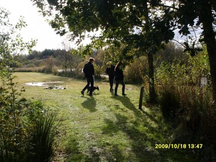 Bullterrier Hemingway  - Den sidste tur i mosen... billede 18