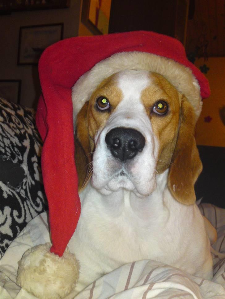 Beagle salus plet - plet i jule humør ;D billede 15