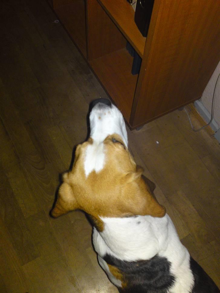 Beagle salus plet - hmm, der er noget spændende deroppe d; billede 16