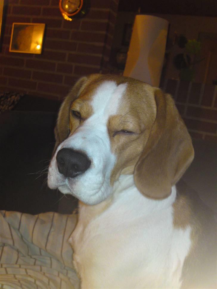 Beagle salus plet - gider altså ikk ha taget billeder mere nu d;; billede 17