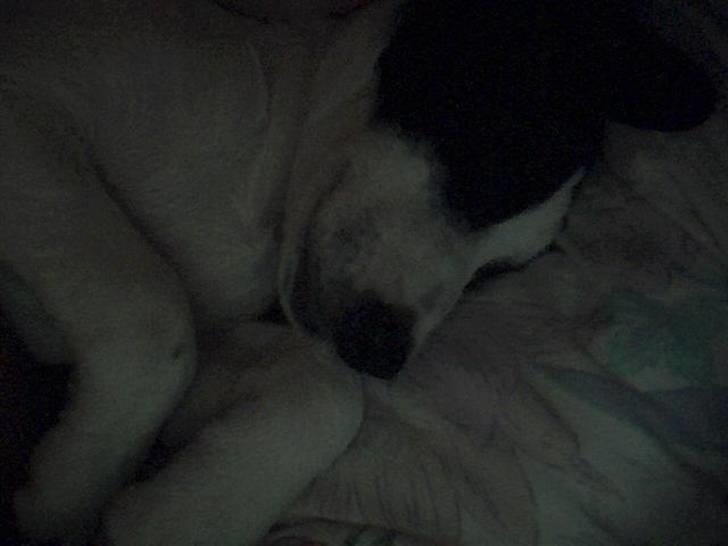 Blanding af racer Speedy billede 1