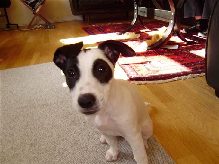 Blanding af racer Speedy - Hey!!! Hva så:P billede 2