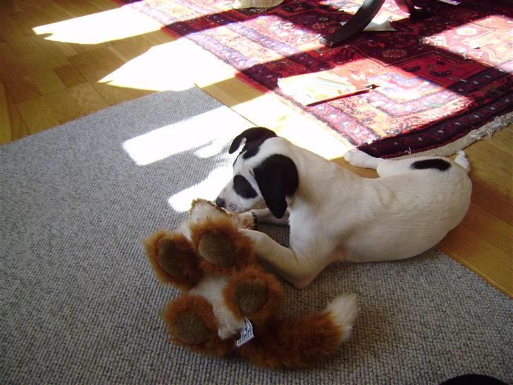 Blanding af racer Speedy billede 3