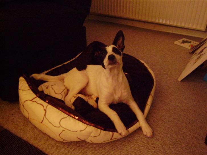 Blanding af racer Speedy billede 4