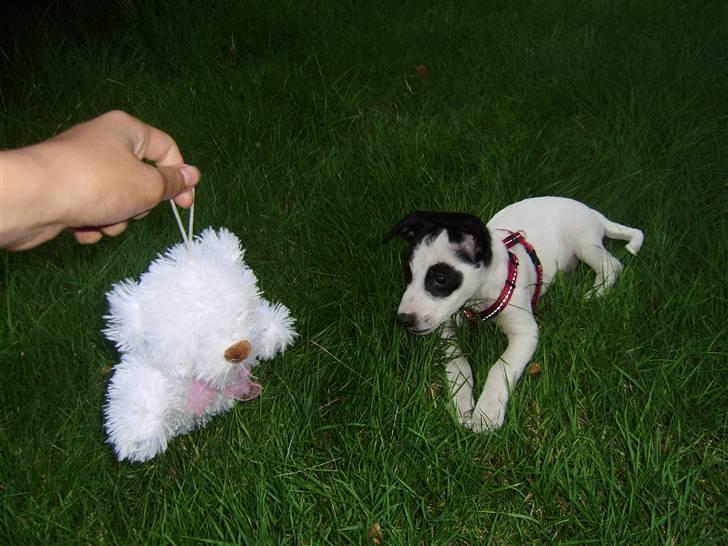 Blanding af racer Speedy billede 5