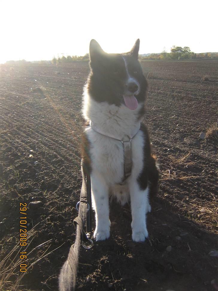 Karelsk bjørnehund Bjørnehuset Samson R.I.P billede 7