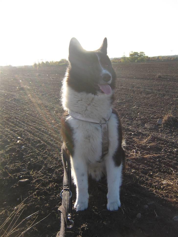 Karelsk bjørnehund Bjørnehuset Samson R.I.P billede 8