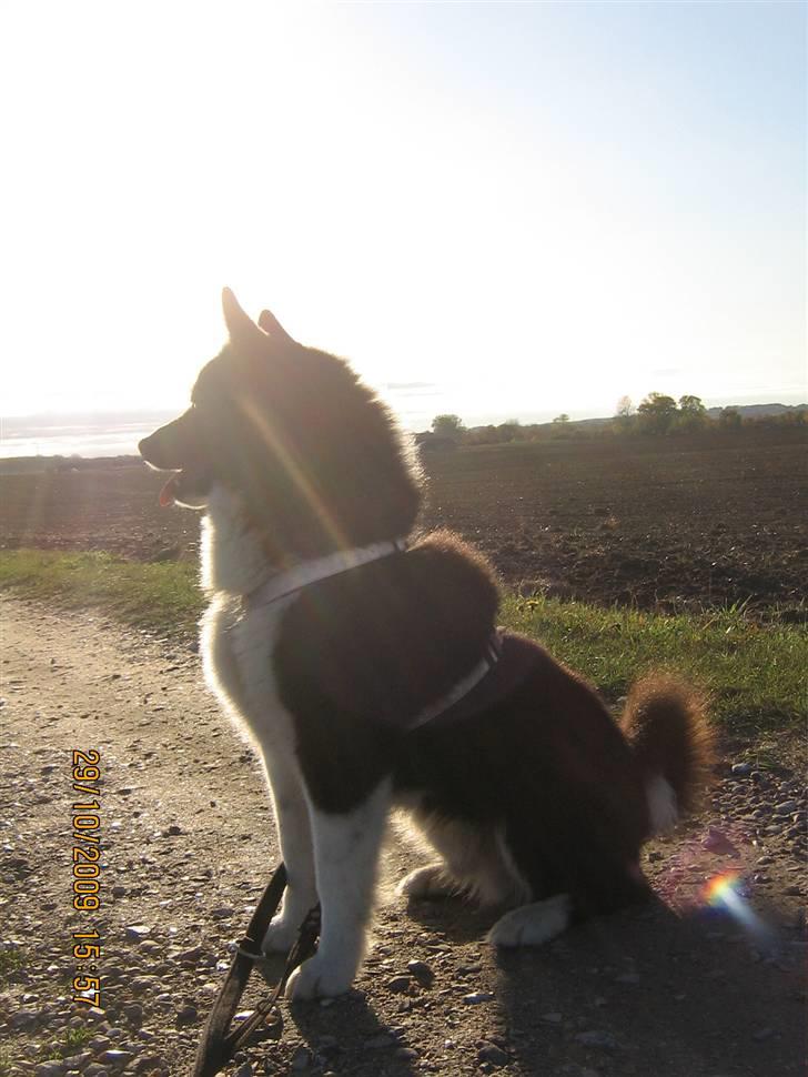 Karelsk bjørnehund Bjørnehuset Samson R.I.P billede 9