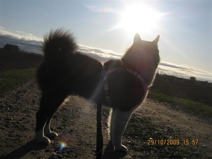 Karelsk bjørnehund Bjørnehuset Samson R.I.P billede 10