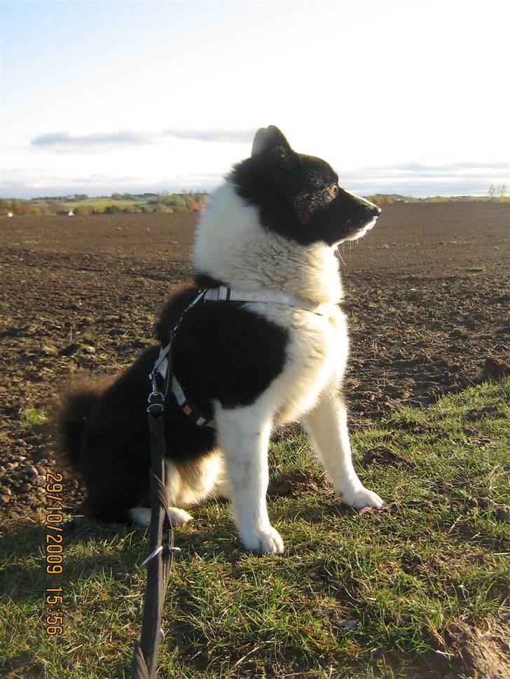 Karelsk bjørnehund Bjørnehuset Samson R.I.P billede 11