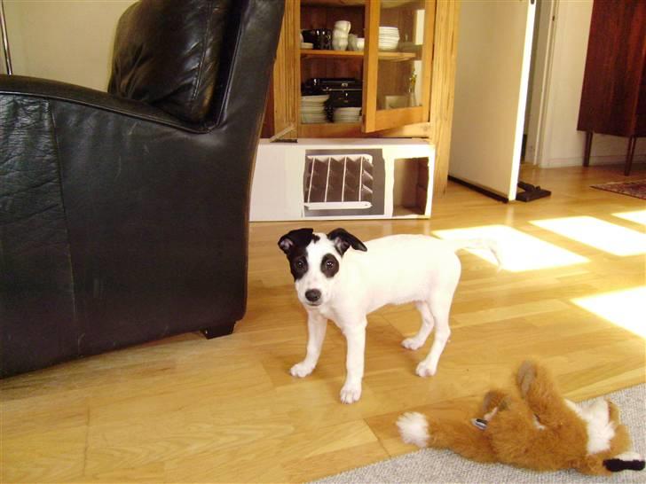 Blanding af racer Speedy billede 6