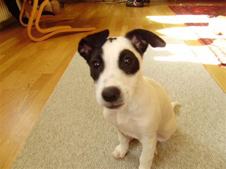 Blanding af racer Speedy billede 7