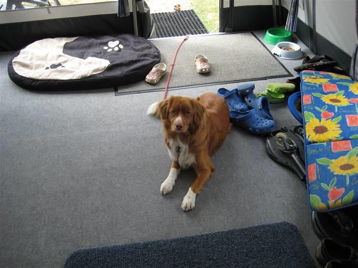 Nova scotia duck tolling retriever Leica - Så er jeg på camping i vejers, forår 2009 billede 16