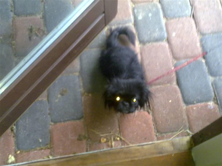 Pekingeser Ling billede 8