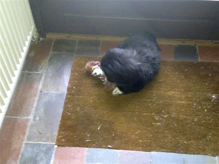 Pekingeser Ling billede 10