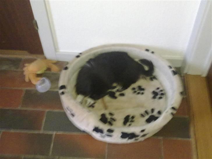 Pekingeser Ling billede 11