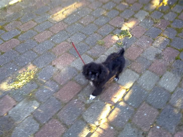 Pekingeser Ling billede 12