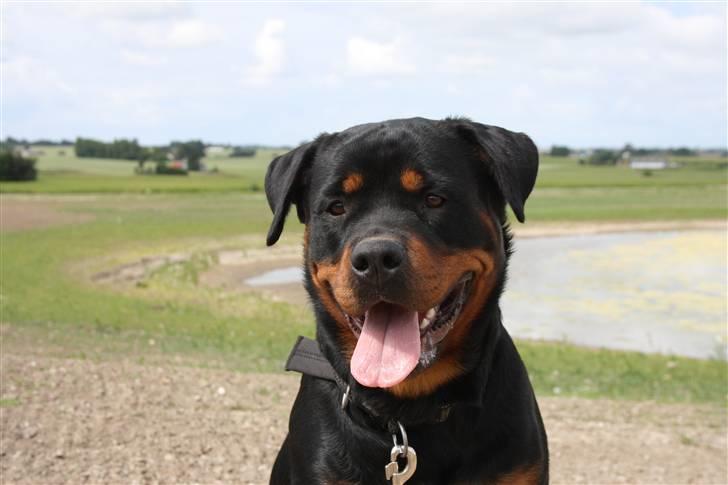 Rottweiler Haiki´s Aica - Aica, 15 mdr: Sommer 2010 billede 14