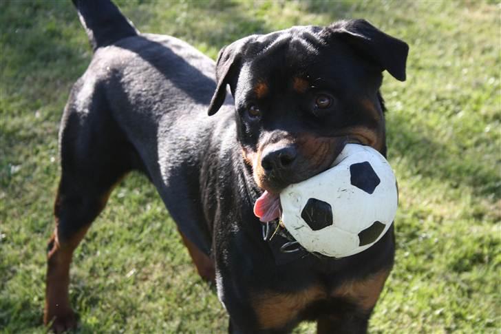 Rottweiler Haiki´s Aica - Aica, 14 mdr: billede 15