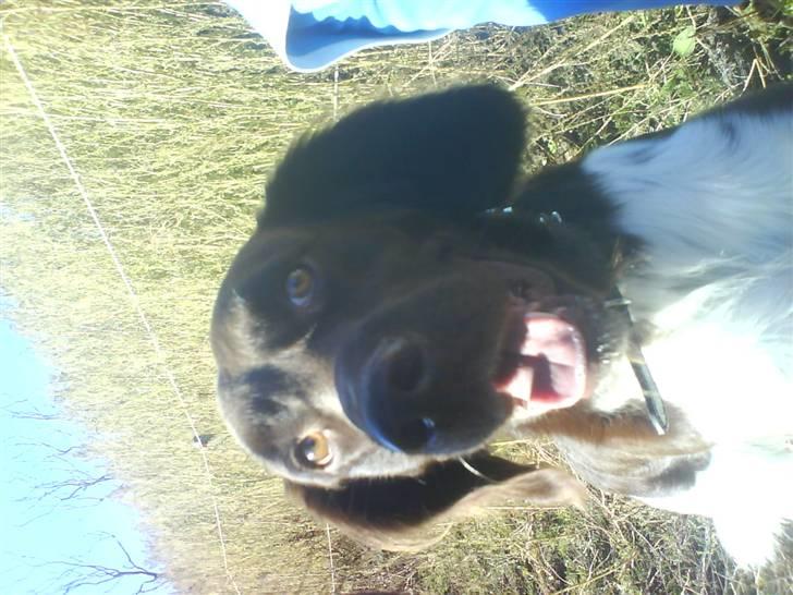 Kleiner münsterländer Sifo - han har lige været ude at løbe og nu slapper af sammen med mig og hestene XD billede 1