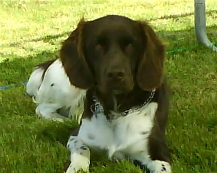 Kleiner münsterländer Sifo - er meget stolt over dette billede. han er under en trampolin det er en meget varm sommerdag hehe  billede 2