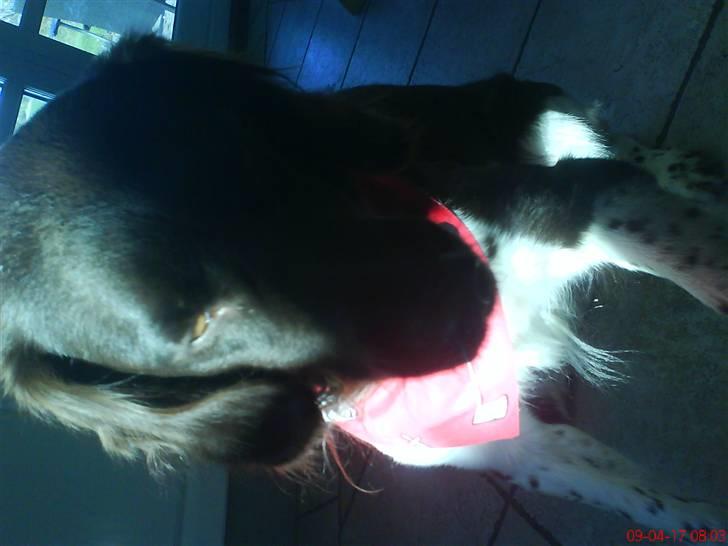 Kleiner münsterländer Sifo - hans halsbånd var blevet for lille så fandt en tørklæde (meget lille) hehe billede 3