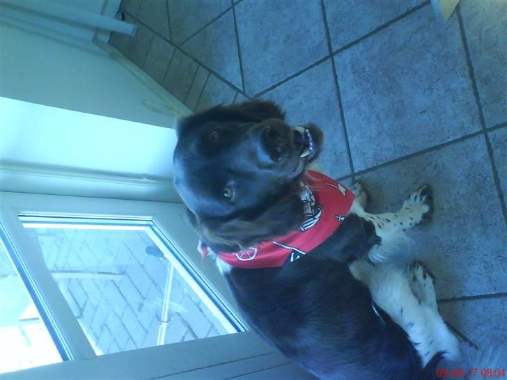 Kleiner münsterländer Sifo - skal lige siges han har et nyt halsbånd nu billede 4