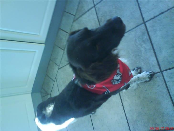 Kleiner münsterländer Sifo - hehe billede 5