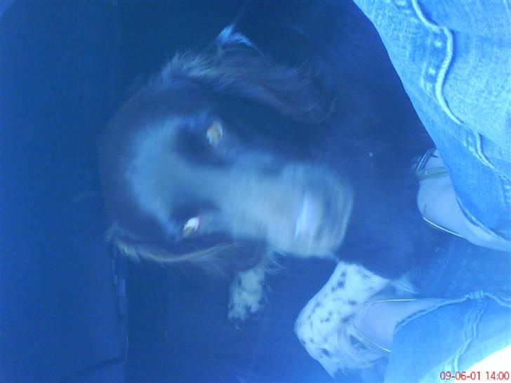 Kleiner münsterländer Sifo - der er vi på vej hjem fra sommerhus billede 6