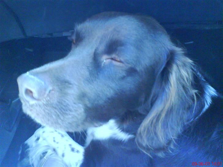 Kleiner münsterländer Sifo - på vej hjem fra sommerhus.  neej han nyder det bare (han fik lov til at side foran) hehe billede 7