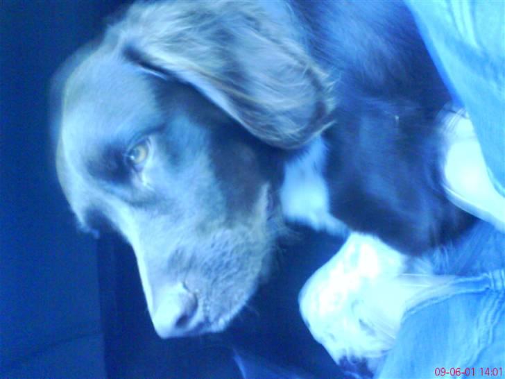 Kleiner münsterländer Sifo - han ligner virkelig en ånd eller et spøgelse SPOOKY!!! billede 8