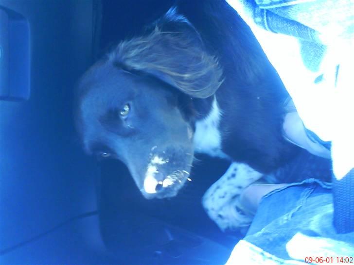 Kleiner münsterländer Sifo - vej hjem fra sommerhus billede 9