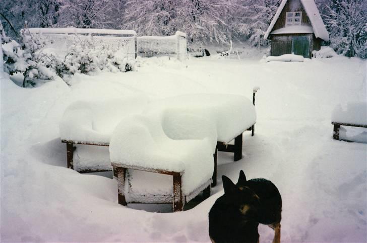 Schæferhund Kiki <3 <3 R.I.P. billede 2