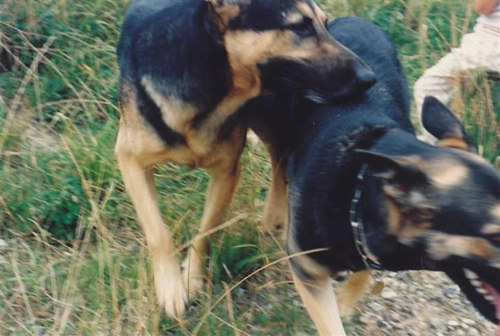 Schæferhund Kiki <3 <3 R.I.P. billede 3