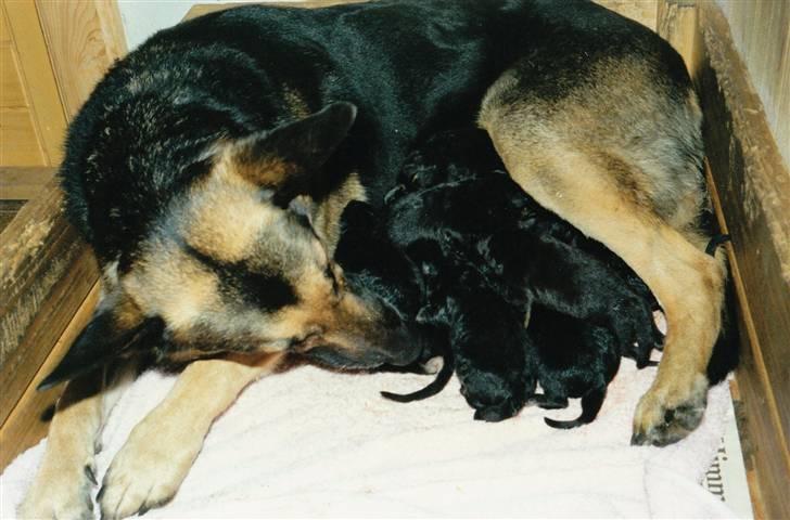 Schæferhund Kiki <3 <3 R.I.P. - Kiki´s 2. kuld hvalpe billede 4