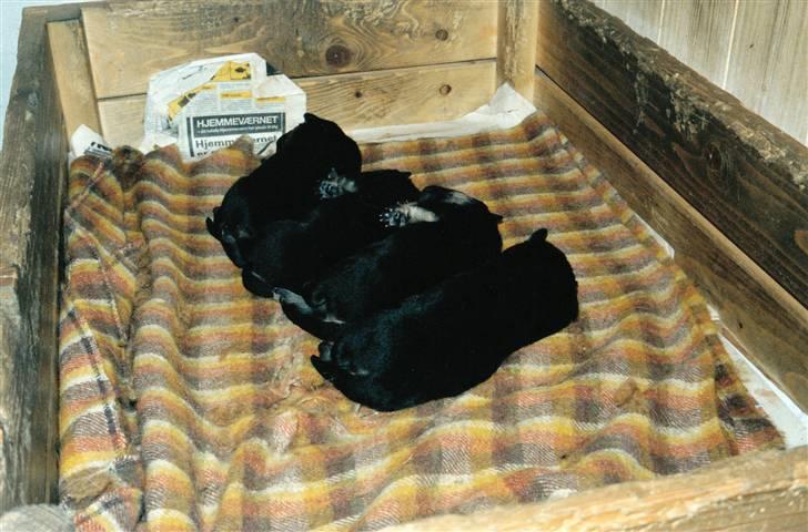 Schæferhund Kiki <3 <3 R.I.P. - 3 nuttede hvalpe billede 5