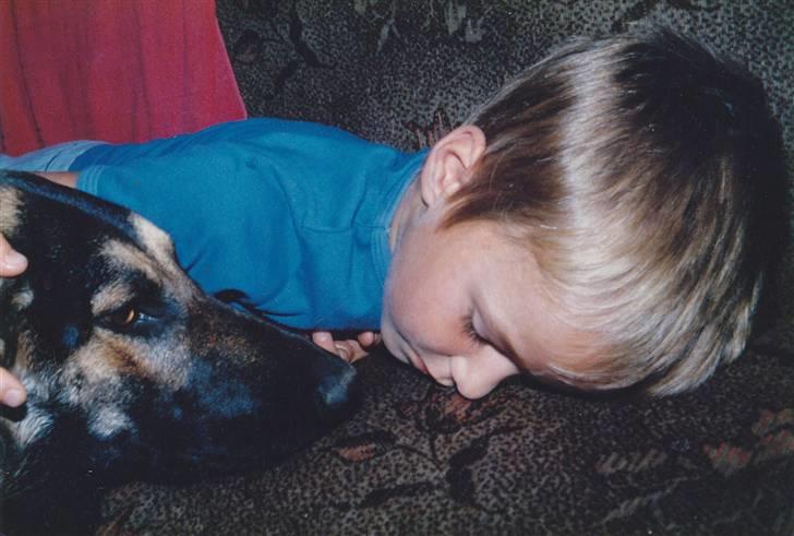 Schæferhund Kiki <3 <3 R.I.P. - De hygger:) billede 6