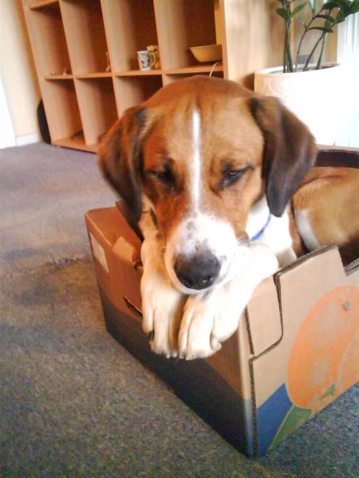 Blanding af racer Balder<3 billede 1