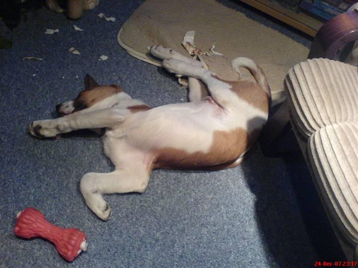 Blanding af racer Balder<3 billede 2