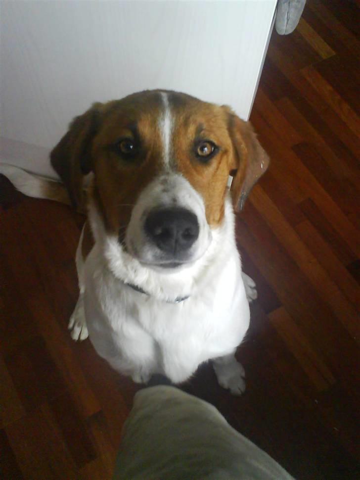 Blanding af racer Balder<3 billede 3