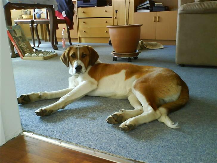 Blanding af racer Balder<3 billede 4