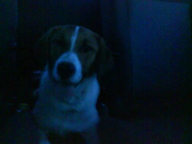 Blanding af racer Balder<3 billede 5