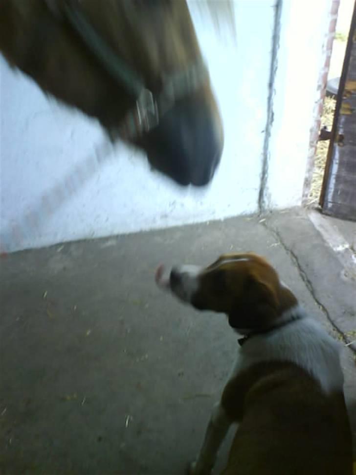 Blanding af racer Balder<3 billede 6